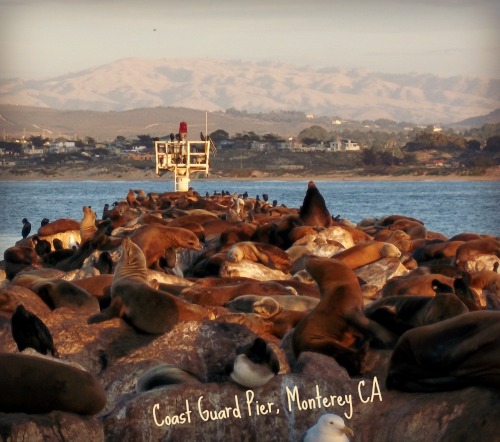Sea Lions at Monterey Coast Guard Pier