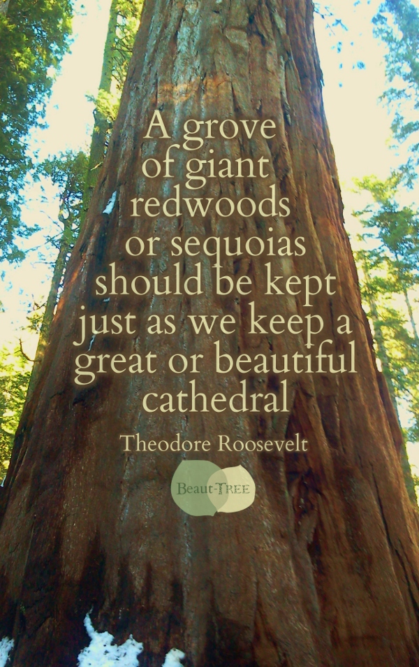 A grove of giant redwoods or sequoias should be kept just as we keep a great or beautiful cathedral - Teddy Roosevelt