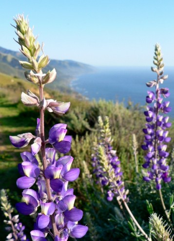 Flowers lining Fire Road trail in Big Sur 