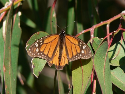 Monarch in Andrew Molera SP, Big Sur