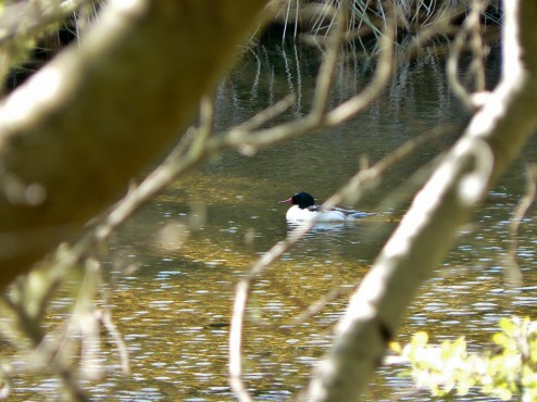Duck in Big Sur River