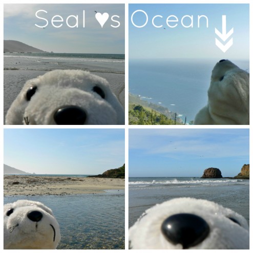 Seal hearts the Ocean