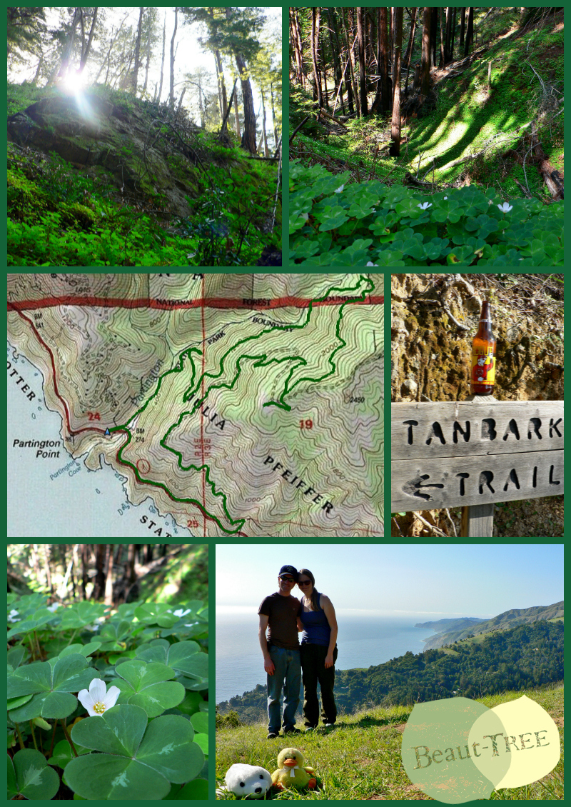 Hiking on the Tanbark Trail in Big Sur - the ultimate St Patties Hike with shamrocks, redwoods, & ocean views