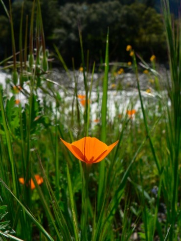 Poppy and the Merced