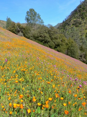 Merced River Canyon Poppy Field