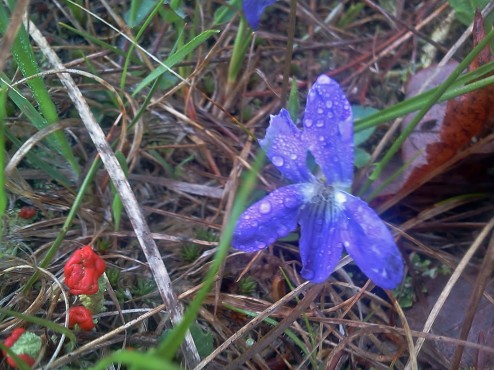 Michigan Wildflower