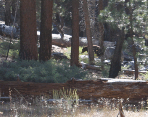 Bear in Yosemite Wilderness