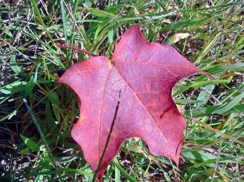 Fall in Michigan