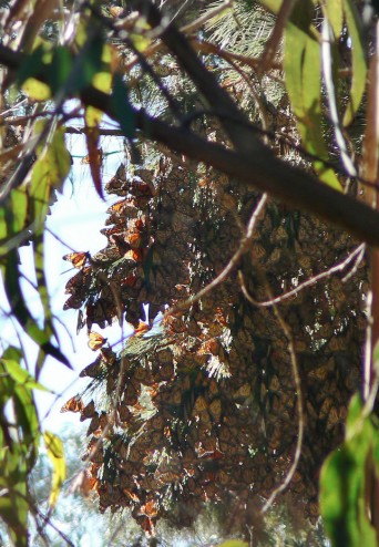 Butterflies Migration - Pacific Grove, CA