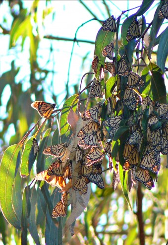 Monarch Migration, Pacific Grove CA