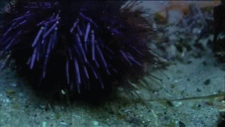 Sea Urchins eat kelp like there is no tommorow