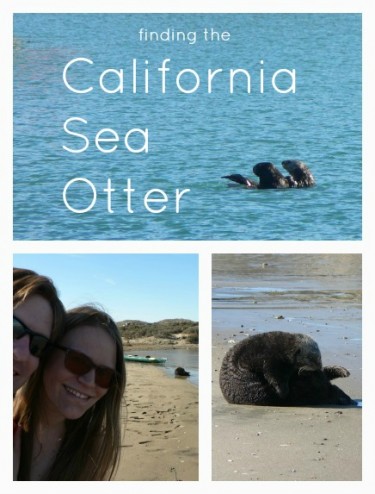 Where to Spot a California Sea Otter