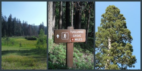 Hiking from Hodgon Meadow to Tuolume Grove, Yosemite