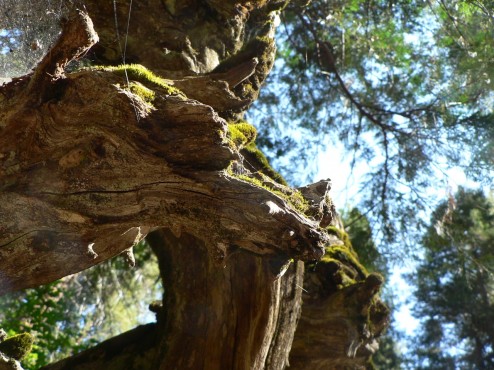 Tuolumne Grove of Sequoias, Yosemite