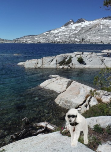 Let's talk about the number of Poodles at Lake Aloha, Desolation Wilderness Tahoe