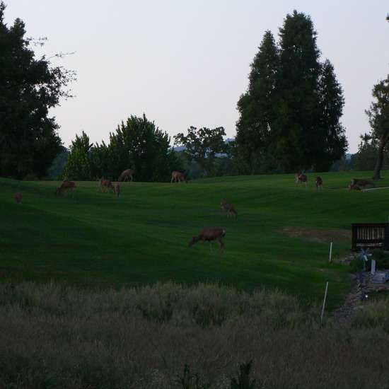 Golf Course Deer Herd