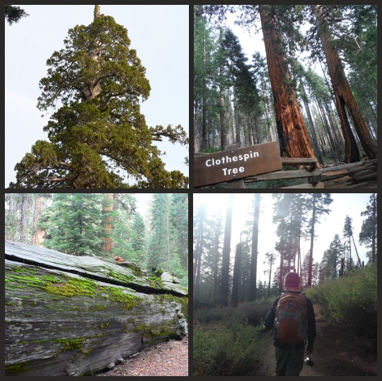 Upper Mariposa Grove Sequoias