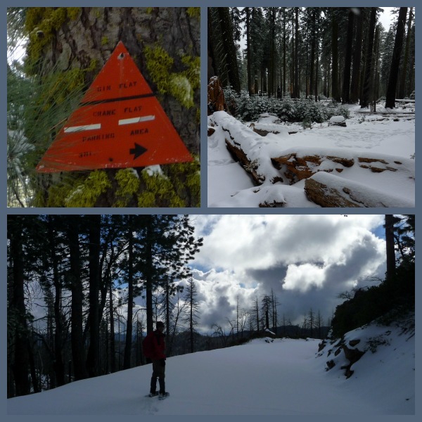 Gin Flat Snowshow, Yosemite