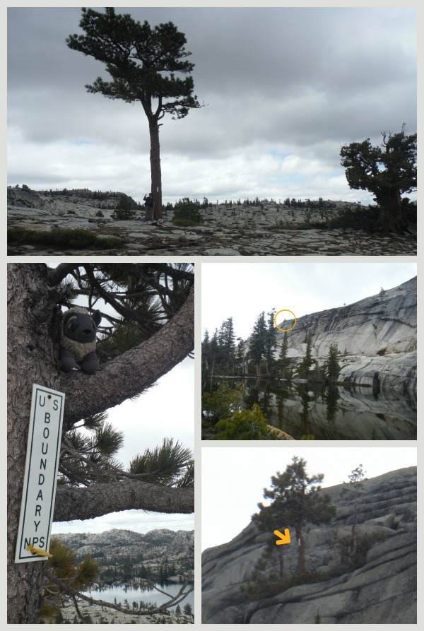 Northern Yosemite Boundaries