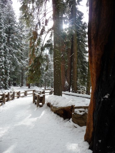 Trail around General Sherman Sequoia