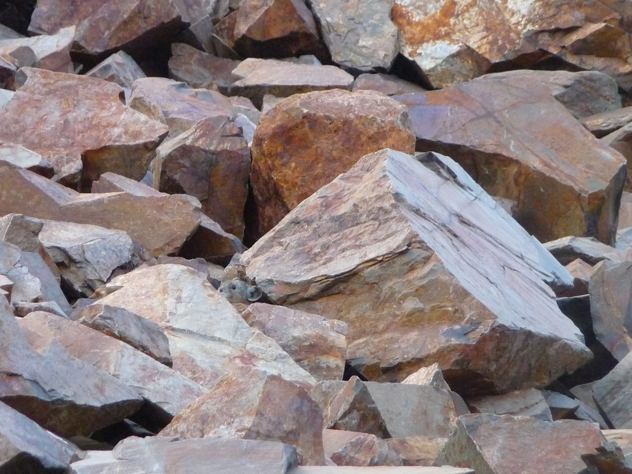 Pika at Lake Genevieve