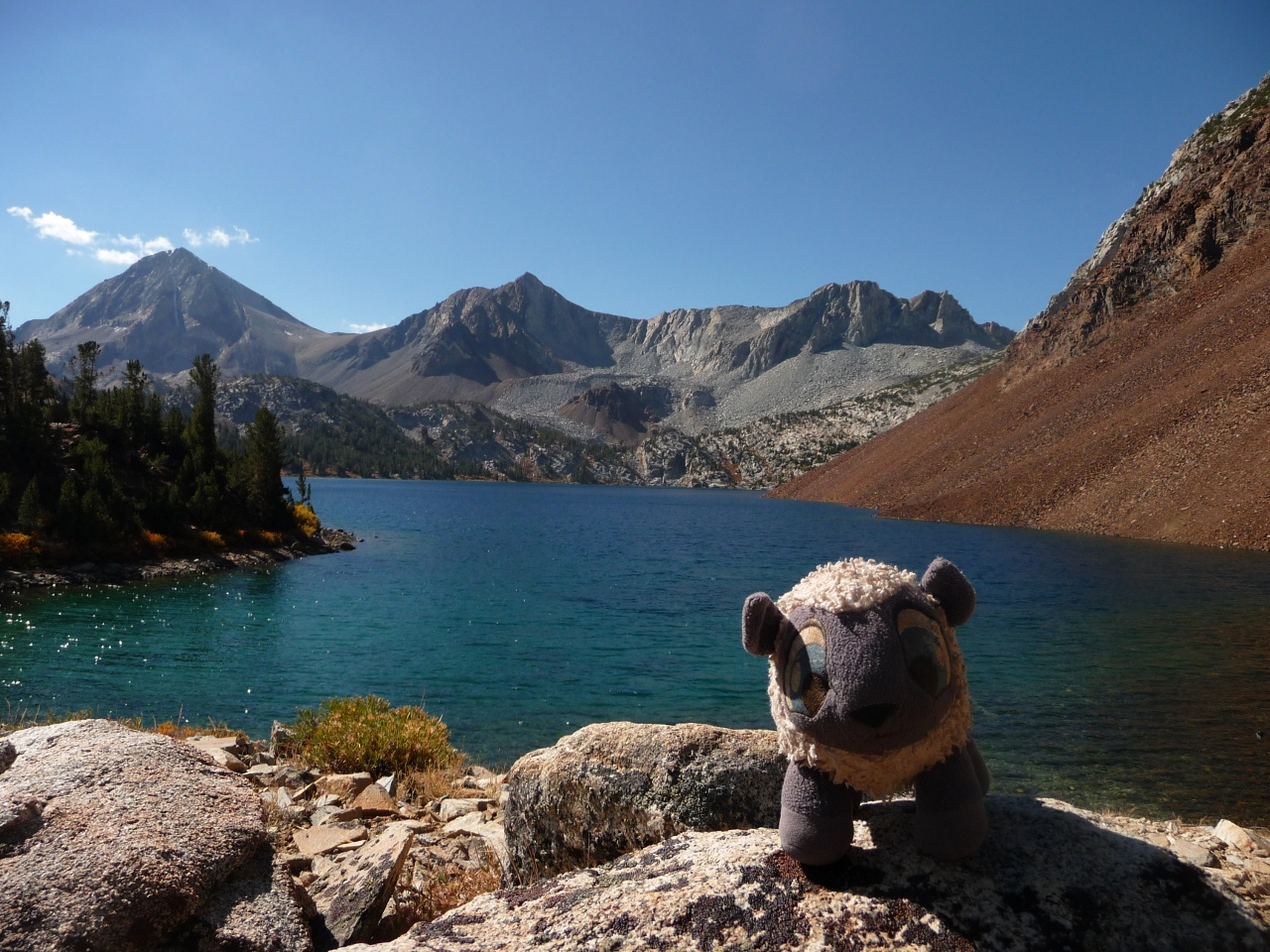 Sheep at Dorothy Lake