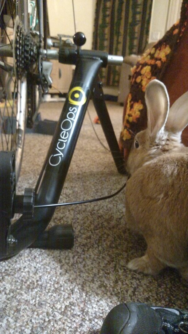 Basil, Bunny-No! Not the bike trainer!