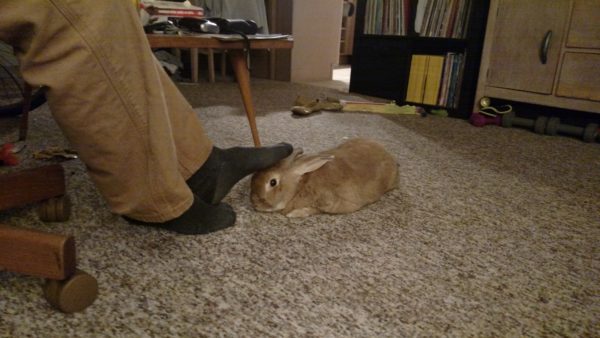 Bunny Foot Pettings