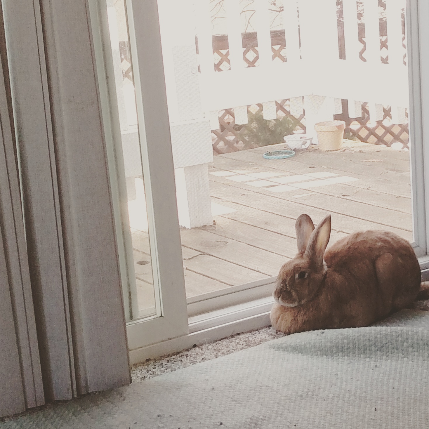 Basil enjoying some fresh air