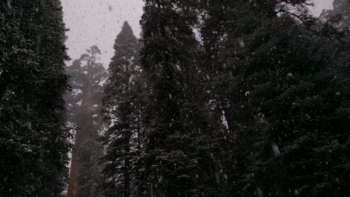 General Grant Grove in the Snow