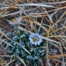 Frosted daisies