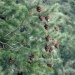 Doug Fir Pine Cones? They are super cute anyhow