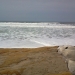 Seal enjoying the pacific