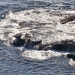 Seals near Sea Loin Point at Point Lobos State Reserve
