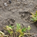 Bear print in the mud!