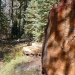 Large fallen tree along the trail