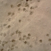 Little paw-prints in the sand