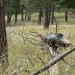 Wild turkey sighting 2