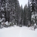 First Tracks into the Crane Flat Campground