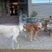 Dog time out by the picnic tables at the brewery