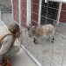 Goat at the apple farm