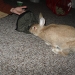 Basil inspecting his bunny costume