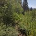 This is a typical stretch of the lesser used trail between Vernon and Till Till Valley. Overgrown, but quite passable and trackable