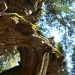 Moss on fallen Sequoia Roots