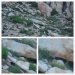 First Pika sighting of the year, not a very good picture but still there!