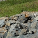 Marmots at Hoover Lakes