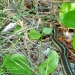 garter snake hanging out on trail