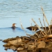 I was told this is a merganser duck - Thanks Jaclyn!