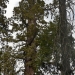 Spotting a Sequoia?