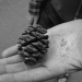The Sequoia Cone & Seeds